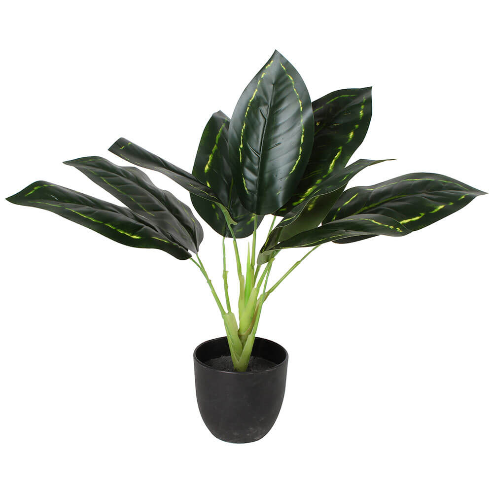 Pothos Plant in Plastic Pot 25cm