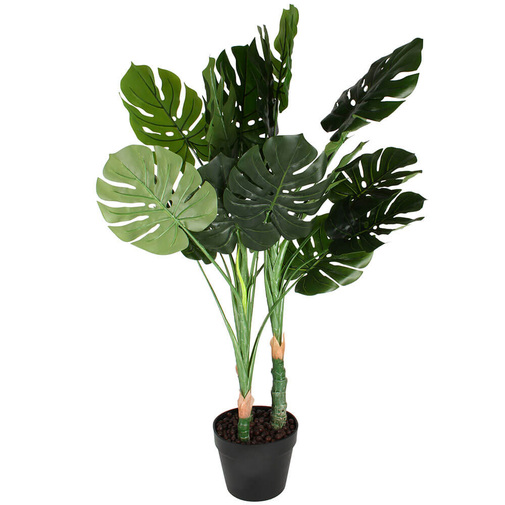 Plant Monstera en pot en plastique